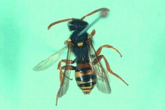 Nomada fucata
