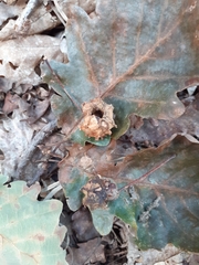 Andricus quercuscalicis