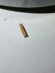 Bactra