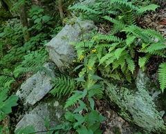 Solidago arguta
