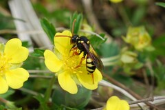 Nomada fucata
