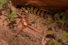 Scolopendra morsitans