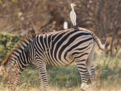 Equus quagga chapmani