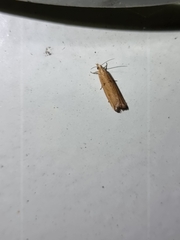 Bactra