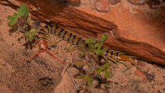 Scolopendra morsitans