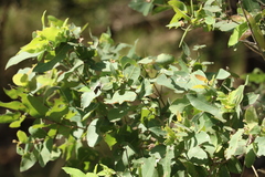 Angophora floribunda