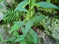 Solidago arguta