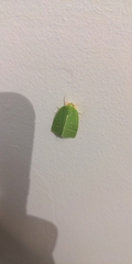 Bena bicolorana