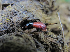 Rhodaphodius foetens