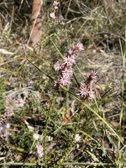 Sprengelia incarnata