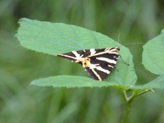Euplagia quadripunctaria