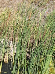 Typha