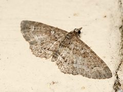 Pasiphilodes testulata