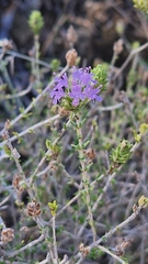 Thymbra capitata