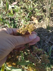 Euphorbia falcata