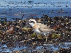 Charadrius leschenaultii