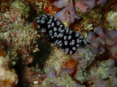 Phyllidiella pustulosa