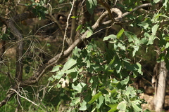 Angophora floribunda