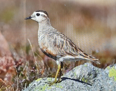 Charadrius morinellus