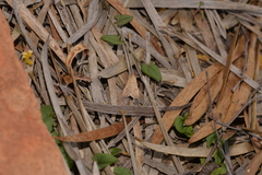 Achyra affinitalis
