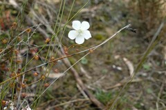 Drosera planchonii