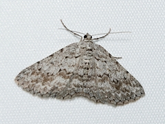 Psilosticha absorpta