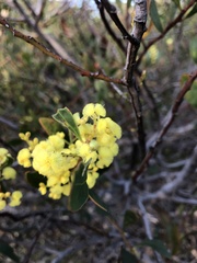 Acacia myrtifolia