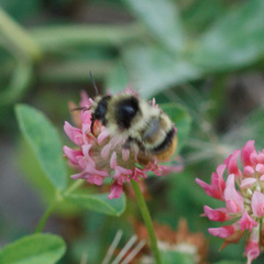 Bombus sylvarum