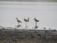 Limosa limosa