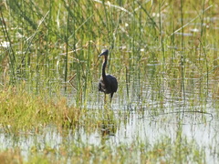 Egretta vinaceigula