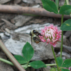 Bombus sylvarum