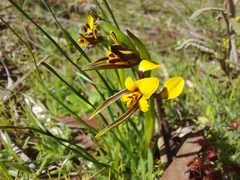 Diuris palustris