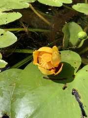 Nuphar variegata