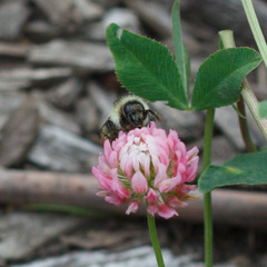 Bombus sylvarum