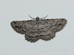 Psilosticha absorpta
