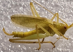 Meconema thalassinum