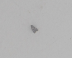 Lepidoptera