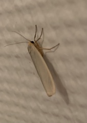Eilema