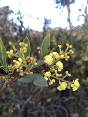 Acacia myrtifolia