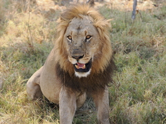 Panthera leo melanochaita