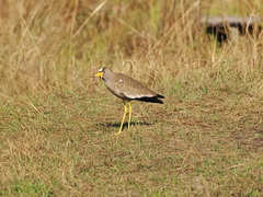 Vanellus senegallus