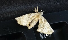 Apatelodes pudefacta