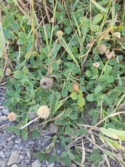 Trifolium fragiferum