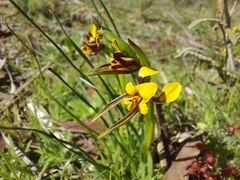 Diuris palustris