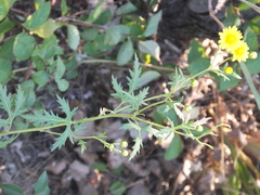 Chrysanthemum indicum