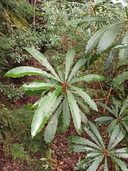 Anopterus macleayanus