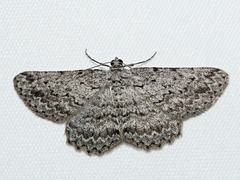 Psilosticha absorpta