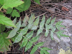 Erysiphaceae
