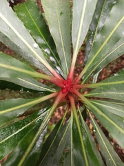 Anopterus macleayanus