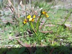 Diuris palustris